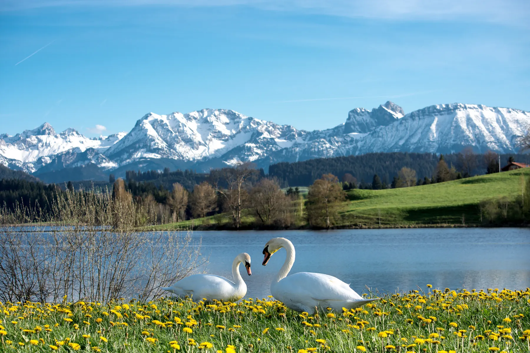 Zwei Schwäne am Ufer vor den schneebedeckten Allgäuer Alpen